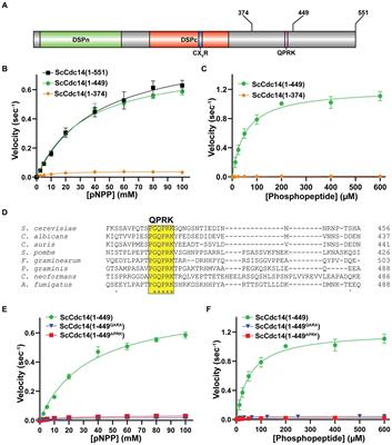 Cdc14 phosphatase contributes to cell wall integrity and pathogenesis in Candida albicans